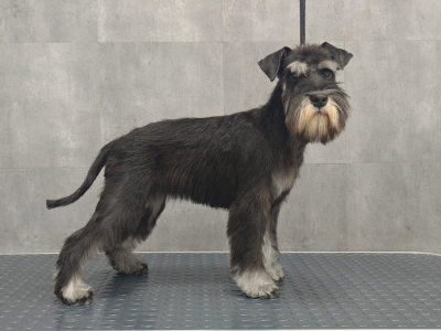 Питомник Фил Ван Тип Топ: щенки от заводчика - фото 4