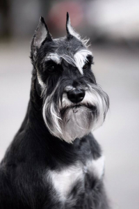 Питомник Фил Ван Тип Топ: щенки от заводчика - фото 5