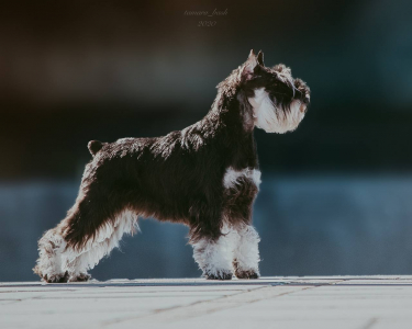 Питомник Фил Ван Тип Топ: щенки от заводчика - фото 6