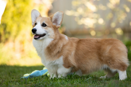 Питомник Из Империи Адамант: щенки от заводчика - фото 6