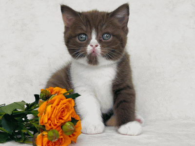 Питомник Veksel' & Plush tribe: котята от заводчика - фото 4