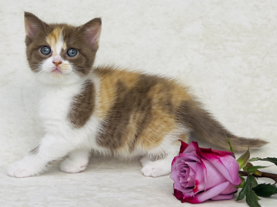 Питомник Veksel' & Plush tribe: котята от заводчика - фото 5