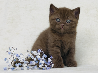 Питомник Veksel' & Plush tribe: котята от заводчика - фото 6