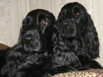 Питомник Глори Глосс: щенки от заводчика - фото 6