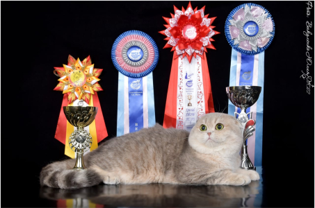 Питомник Amber Coat: котята от заводчика - фото 2