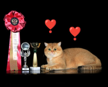 Питомник Amber Coat: котята от заводчика - фото 4