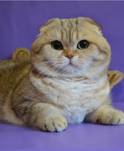 Питомник Amber Coat: котята от заводчика - фото 5