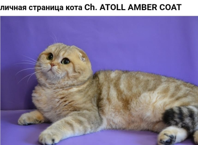 Питомник Amber Coat: котята от заводчика - фото 6