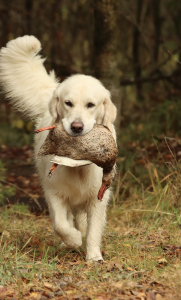 Питомник ЛАРОУЗ ЛАЙН: щенки от заводчика - фото 6