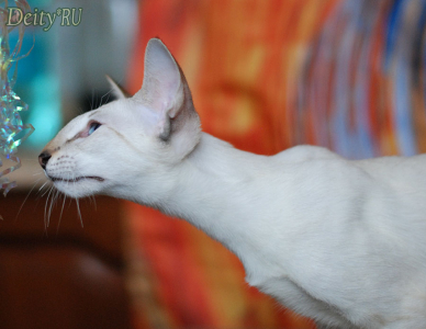 Питомник Deity*RU: котята от заводчика - фото 2