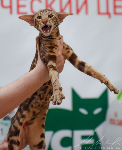 Питомник Deity*RU: котята от заводчика - фото 3