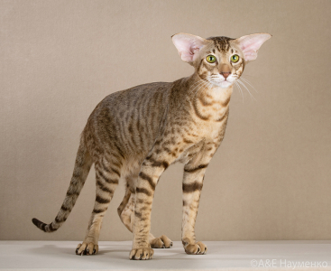 Питомник Deity*RU: котята от заводчика - фото 4