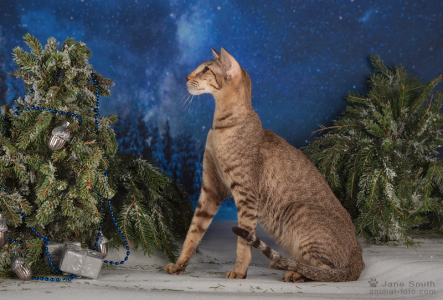 Питомник Deity*RU: котята от заводчика - фото 5