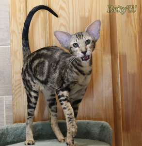 Питомник Deity*RU: котята от заводчика - фото 6