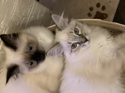 Питомник Сибирская Империя: котята от заводчика - фото 2