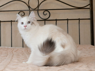 Питомник Сибирская Империя: котята от заводчика - фото 3