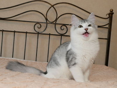 Питомник Сибирская Империя: котята от заводчика - фото 4