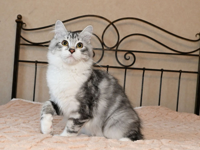 Питомник Сибирская Империя: котята от заводчика - фото 5