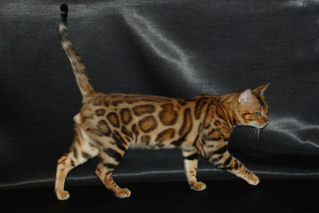 Питомник Big Marshal: котята от заводчика - фото 4