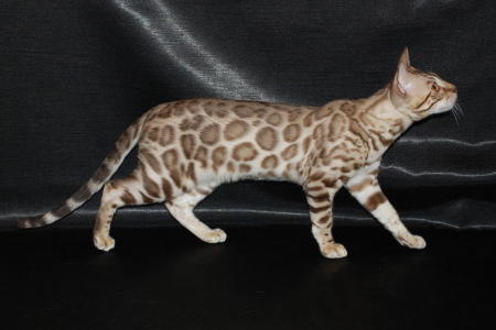 Питомник Big Marshal: котята от заводчика - фото 6