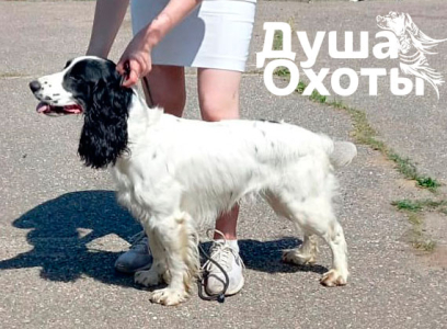 Питомник Душа Охоты - фото 2