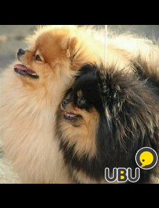 Питомник Бонус Стиль: щенки от заводчика - фото 4