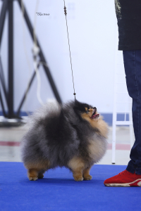 Питомник Бонус Стиль: щенки от заводчика - фото 6