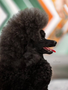 Питомник Из Зимних Грёз: щенки от заводчика - фото 2