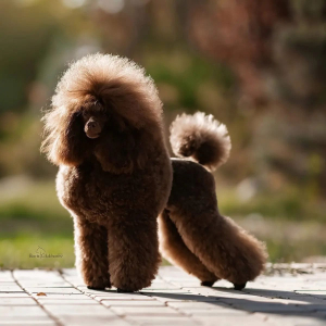 Питомник Из Зимних Грёз: щенки от заводчика - фото 3