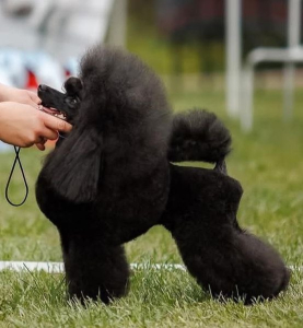 Питомник Из Зимних Грёз: щенки от заводчика - фото 4