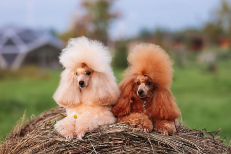 Питомник Из Зимних Грёз: щенки от заводчика - фото 5