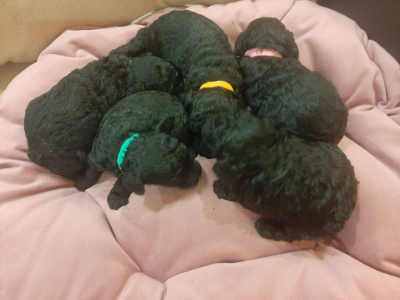 Питомник Из Зимних Грёз: щенки от заводчика - фото 6