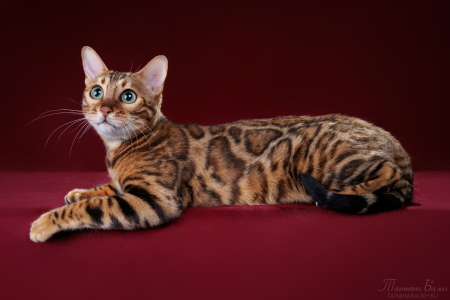 Питомник ABCats: котята от заводчика - фото 5