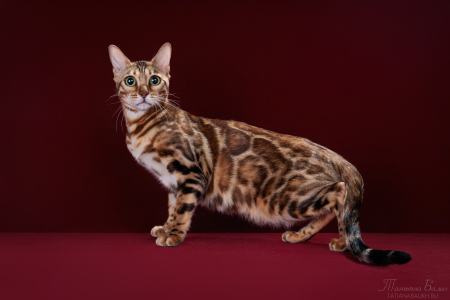 Питомник ABCats: котята от заводчика - фото 6