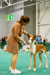 Питомник ЭРРЕВЕЙ - фото 2