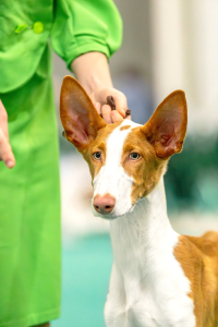 Питомник ЭРРЕВЕЙ - фото 3