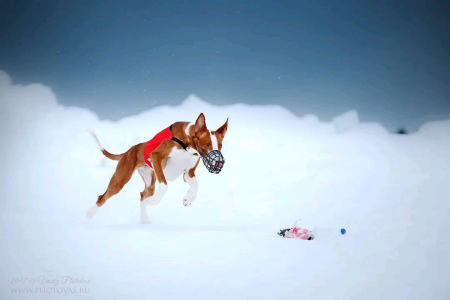 Питомник ЭРРЕВЕЙ - фото 4