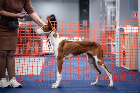 Питомник ЭРРЕВЕЙ - фото 5