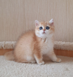 Питомник Oksland*RU - фото 3