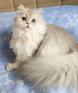 Питомник Oksland*RU - фото 4