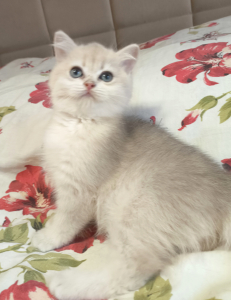 Питомник Oksland*RU - фото 2