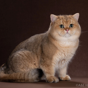 Питомник Oksland*RU - фото 6