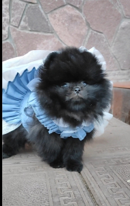 Питомник СЕЛЕБРИТИ (CELEBRITY) - фото 3