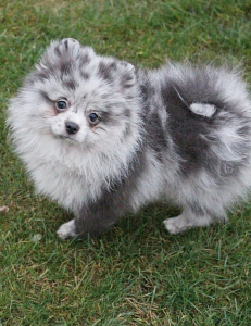 Питомник СЕЛЕБРИТИ (CELEBRITY) - фото 2