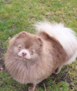 Питомник СЕЛЕБРИТИ (CELEBRITY) - фото 5