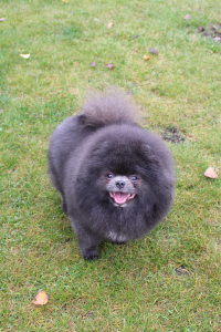 Питомник СЕЛЕБРИТИ (CELEBRITY) - фото 6