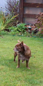 Питомник СЕЛЕБРИТИ (CELEBRITY) - фото 4