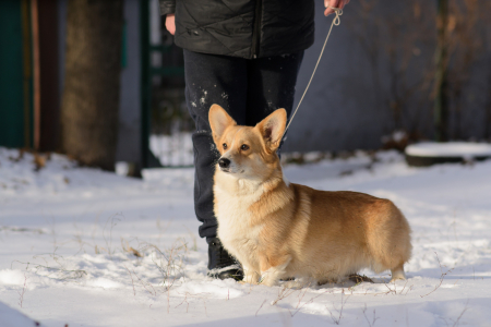 Питомник Кайрфилли / Caerphilly: щенки от заводчика - фото 2