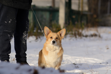 Питомник Кайрфилли / Caerphilly: щенки от заводчика - фото 3