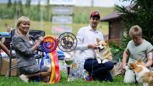 Питомник Кайрфилли / Caerphilly: щенки от заводчика - фото 5